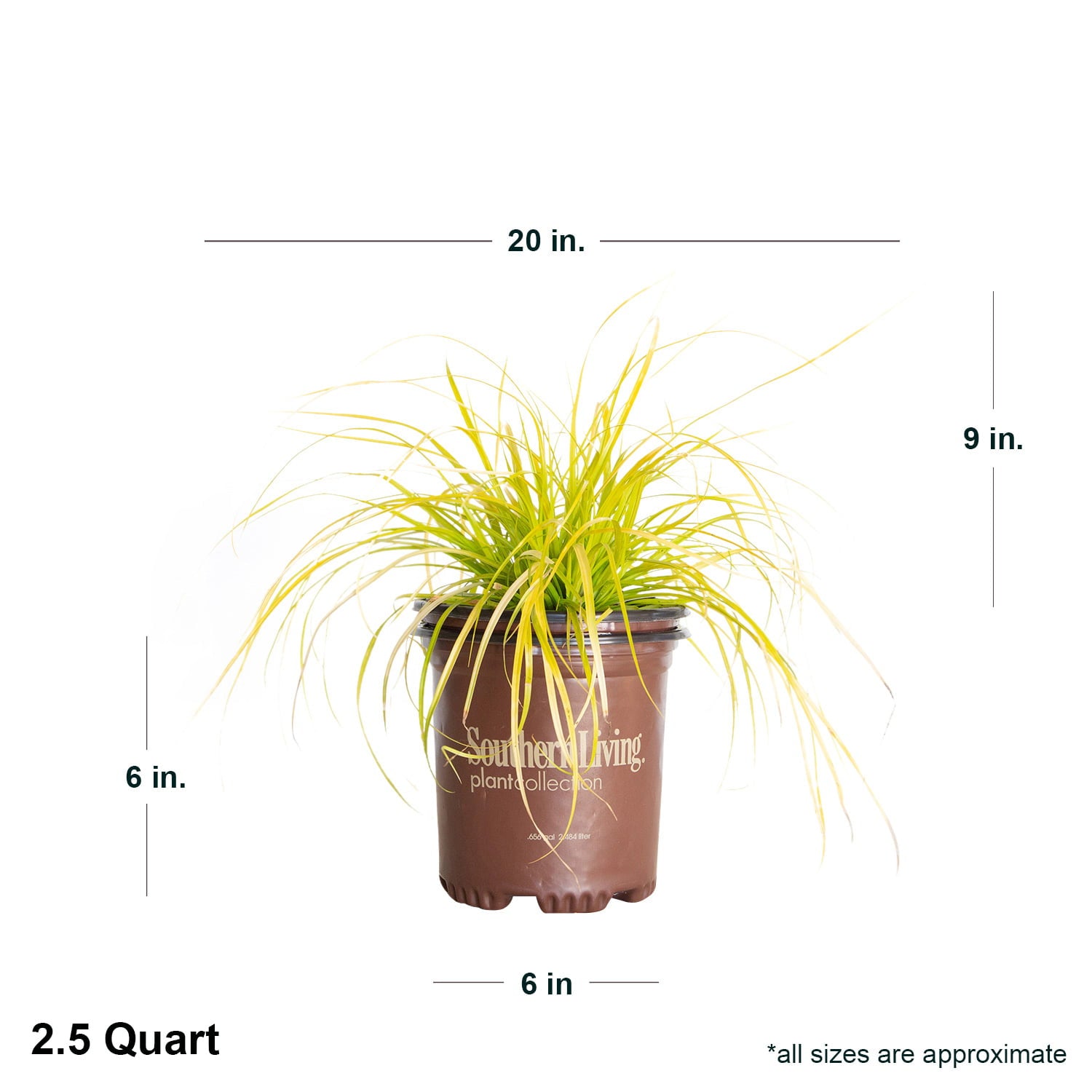 EverColor Everillo Carex 'Sedge' (2.5 Quart) Brightly Colored Perennial Grass with Yellow Foliage - Part Sun to Shade Live Outdoor Plant - Southern Living Plant Collection