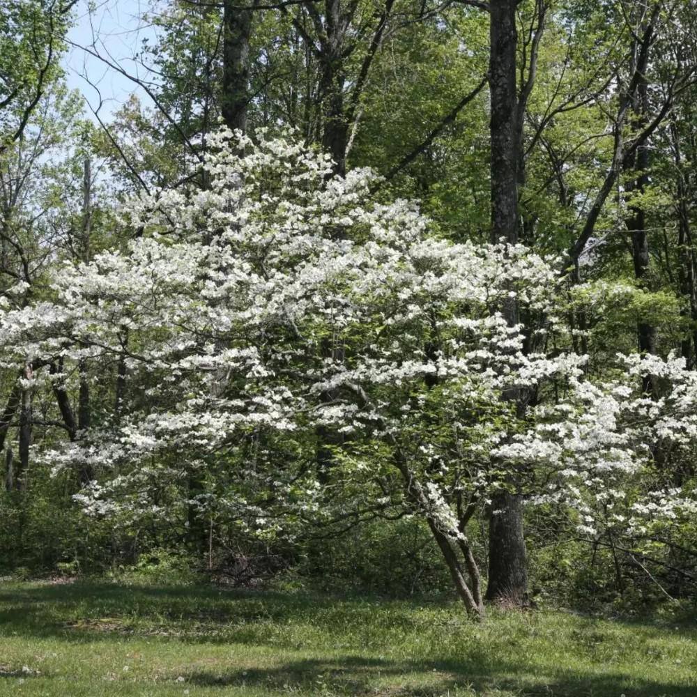 5 Gal. White Dogwood Flowering Deciduous Tree with White Flowers DOGWHI05G