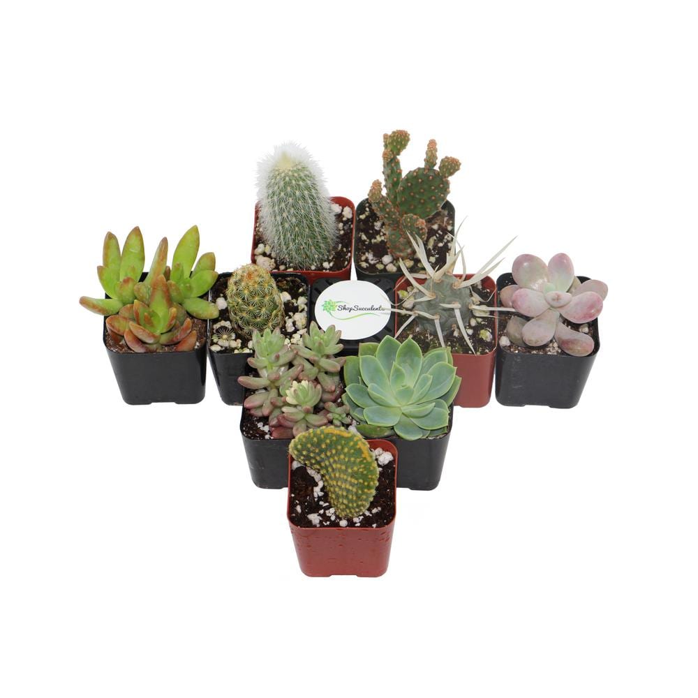 Shop Succulents 2 in. Cactus and Succulent (Collection of 9) CS9