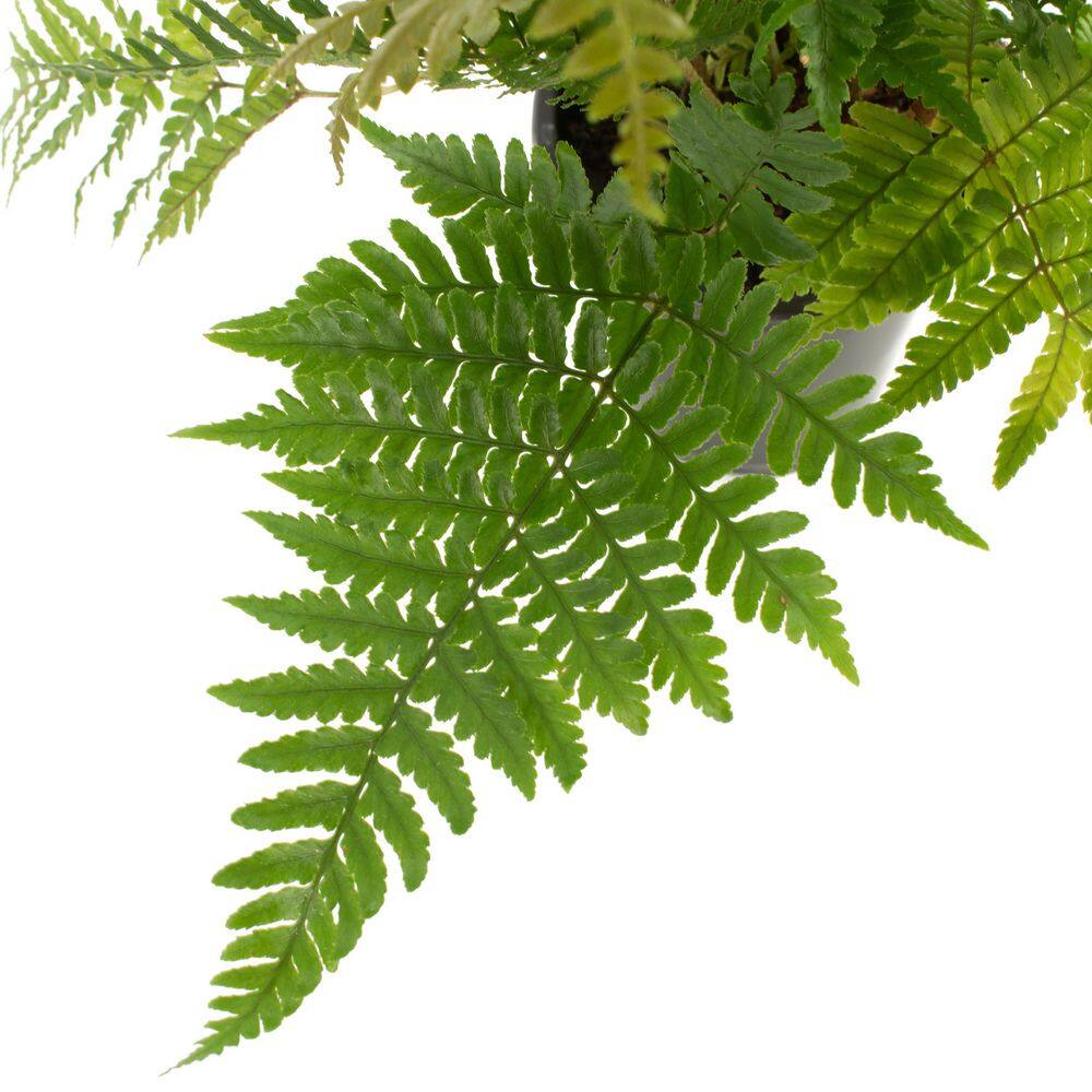 national PLANT NETWORK 4 In. Autumn Fern Plants in Grower Containers - 3-Plants HD1293