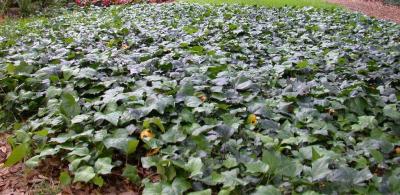 Classy Groundcovers - Algerian Ivy  {25 Pots - 3 1/2 inch Square}