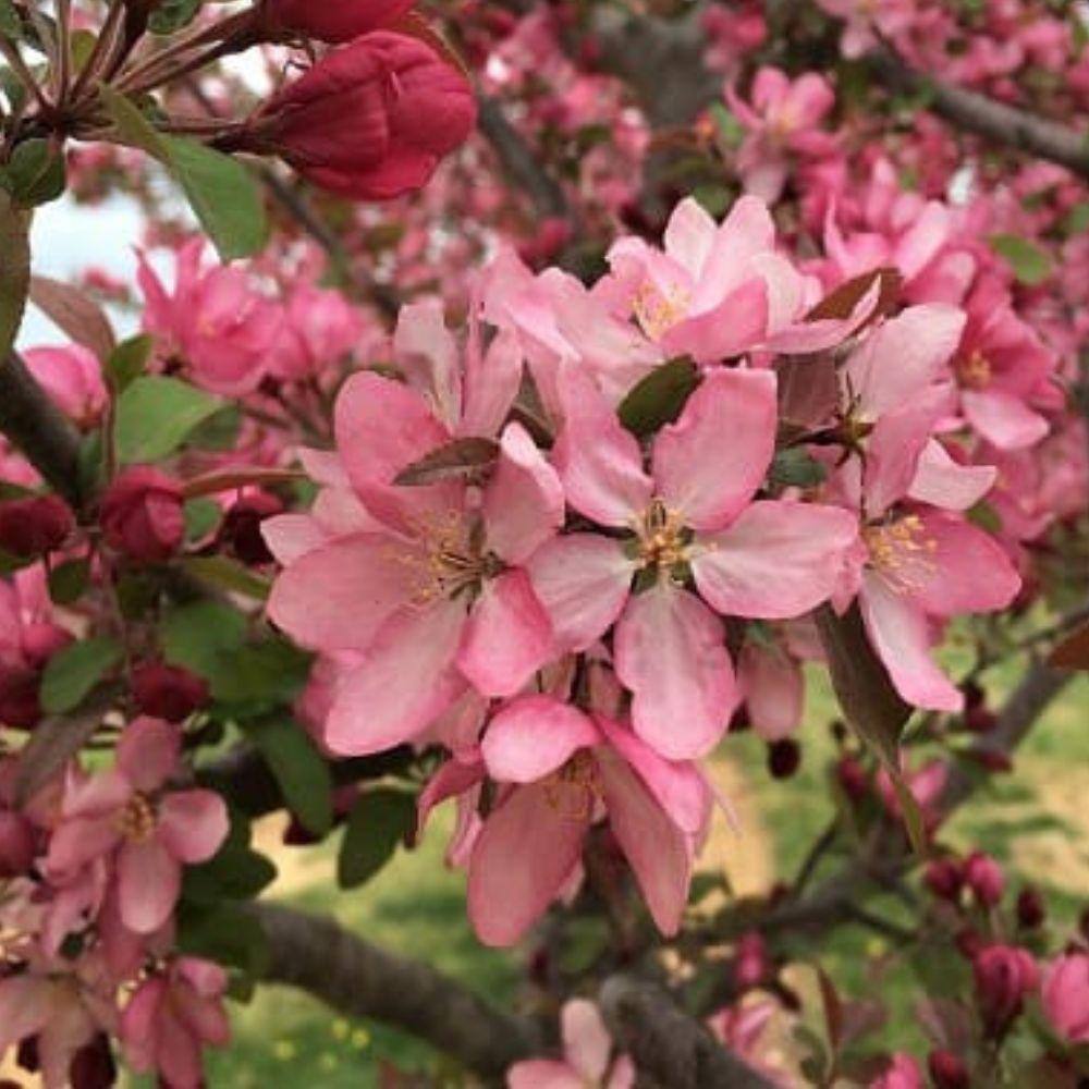 7 Gal. Centurion Crabapple Flowering Deciduous Tree with Red Flowers CRACEN07G