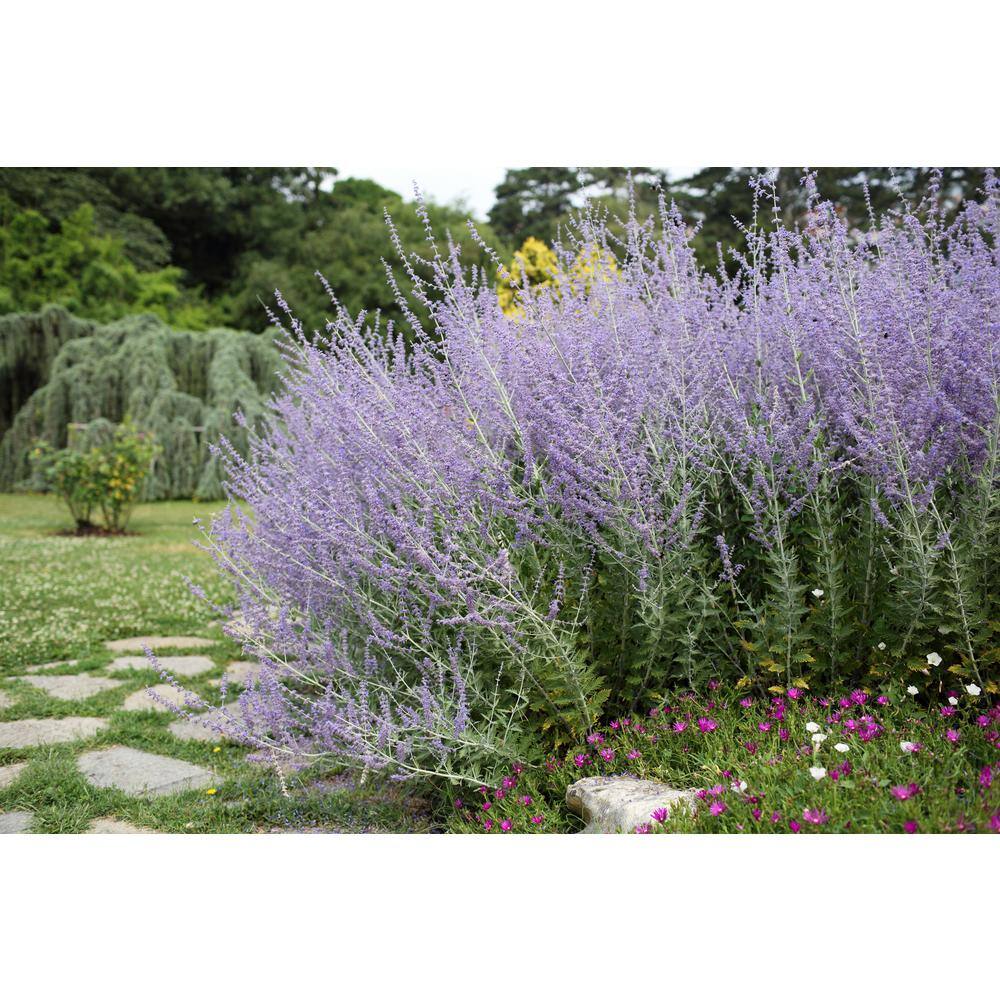 Online Orchards 1 gal. Sage Flowering Shrub with Very Hardy Profuse Lavender Flower Spikes (2-Pack) SBSA001