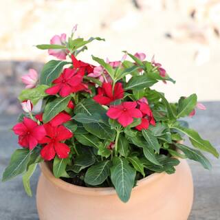 ALTMAN PLANTS 1-Gallon Vinca Plant Red Flowers (Single) 0881453