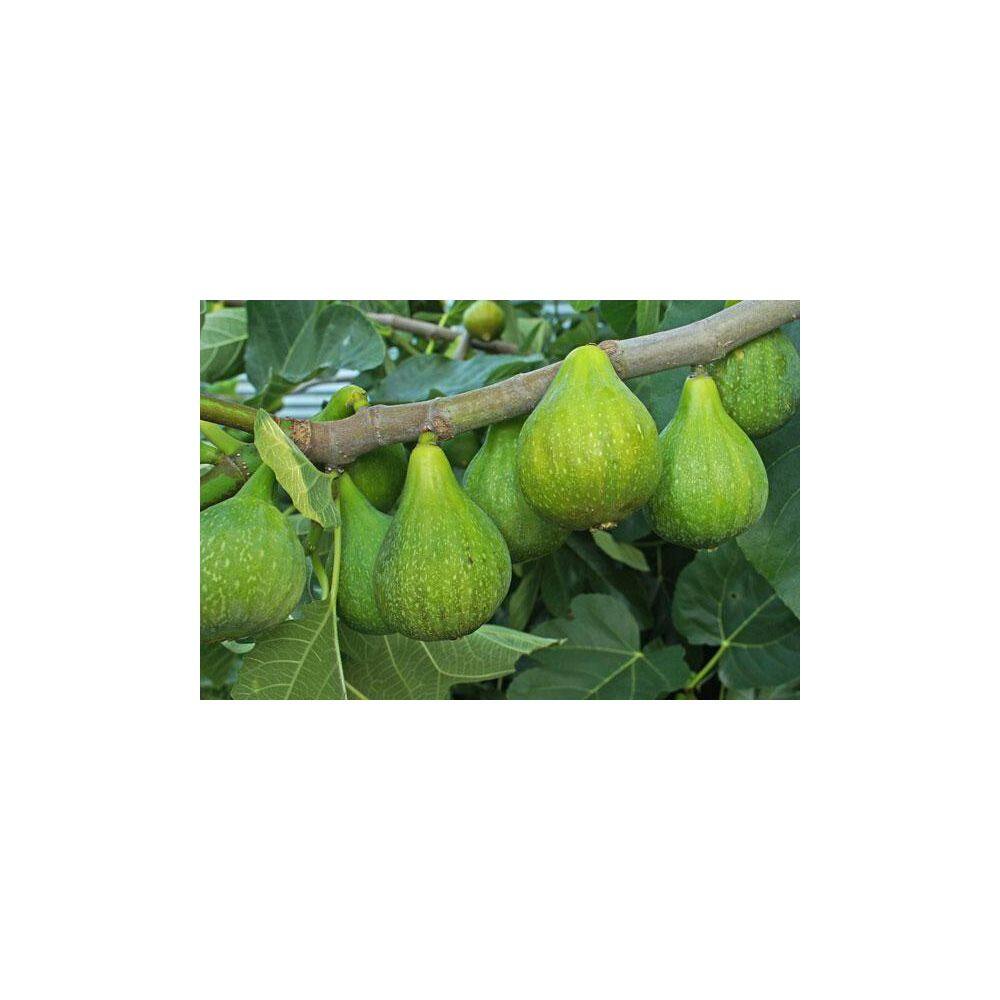 Online Orchards 1 Gal Desert King Fig Tree FTFC004