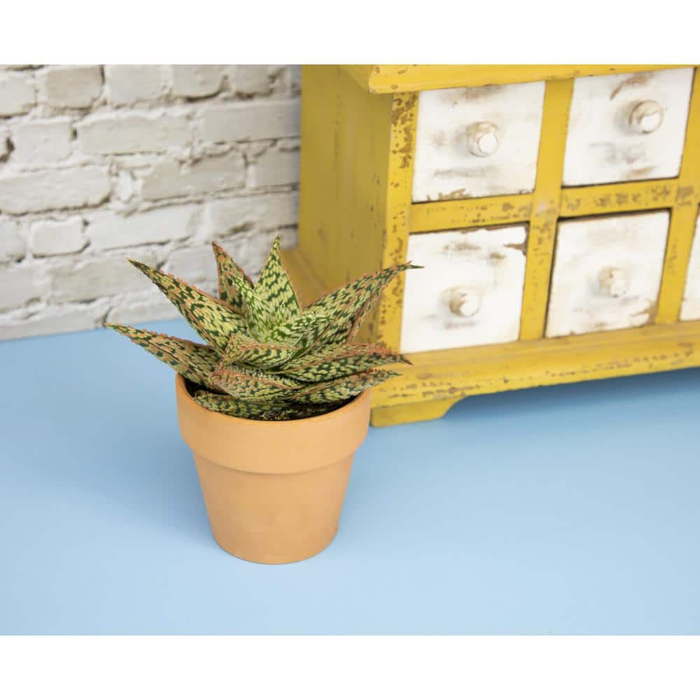 SMART PLANET 3.5 in. Star Aloe Succulent in Decorative Wrap 0881175