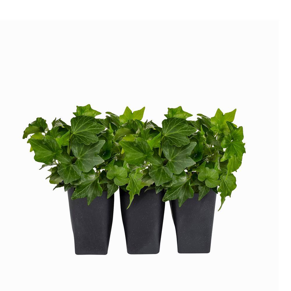 METROLINA GREENHOUSES Ivy Perennial Plant (6-Pack) 42100