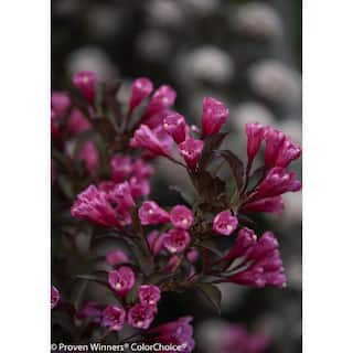 PROVEN WINNERS 1 Gal. Wine and Roses Reblooming Weigela (Florida) Live Shrub Pink Flowers and Dark Purple Foliage WEIPRC1016101