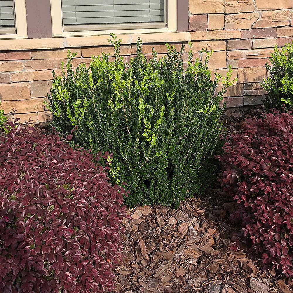 2.5 Qt. Wintergreen Boxwood Shrub Plant 12544