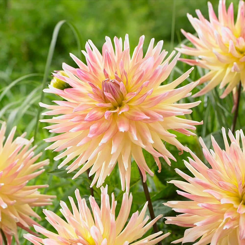 Vigoro Cabana Banana Cactus Dahlia Flower Bulbs Bare Roots (Bag of 4) ECS-199-04-02