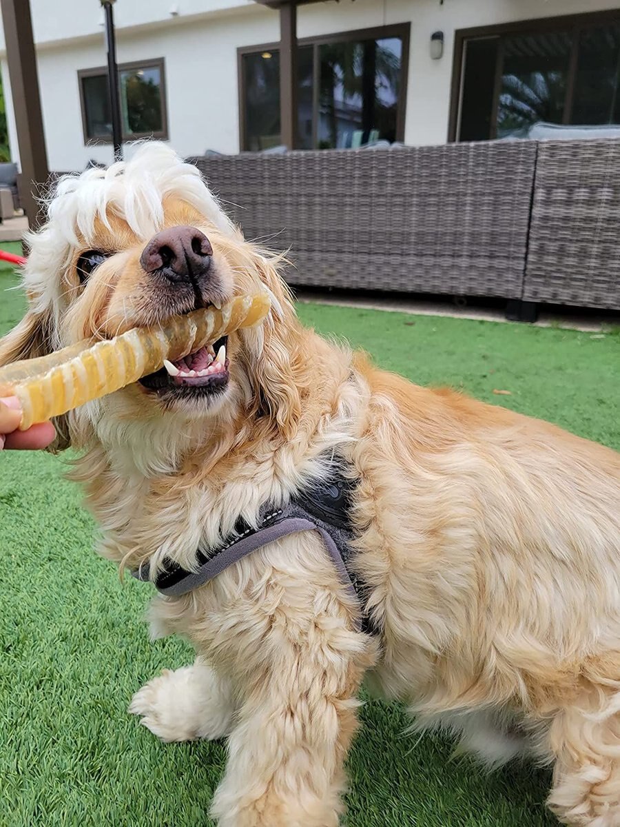 HOTSPOT PETS Split Beef Trachea Dog Treats