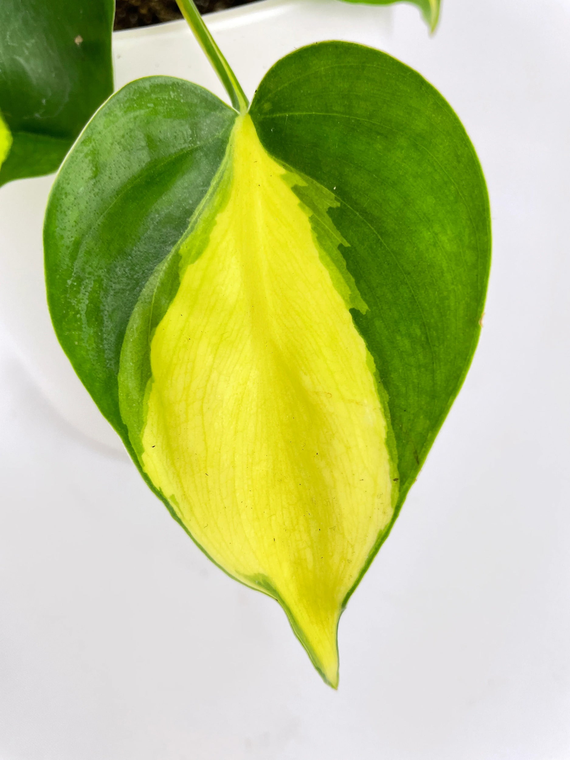 Philodendron Hederaceum Brasil