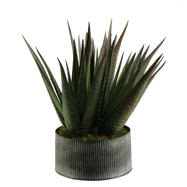 Agave Plant in Round Tin Planter