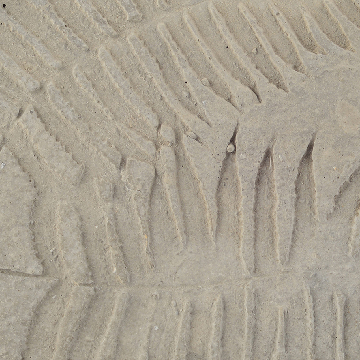 Concrete Fossil Accent Stone with Fern Leaves Imprint, Gray- Saltoro Sherpi