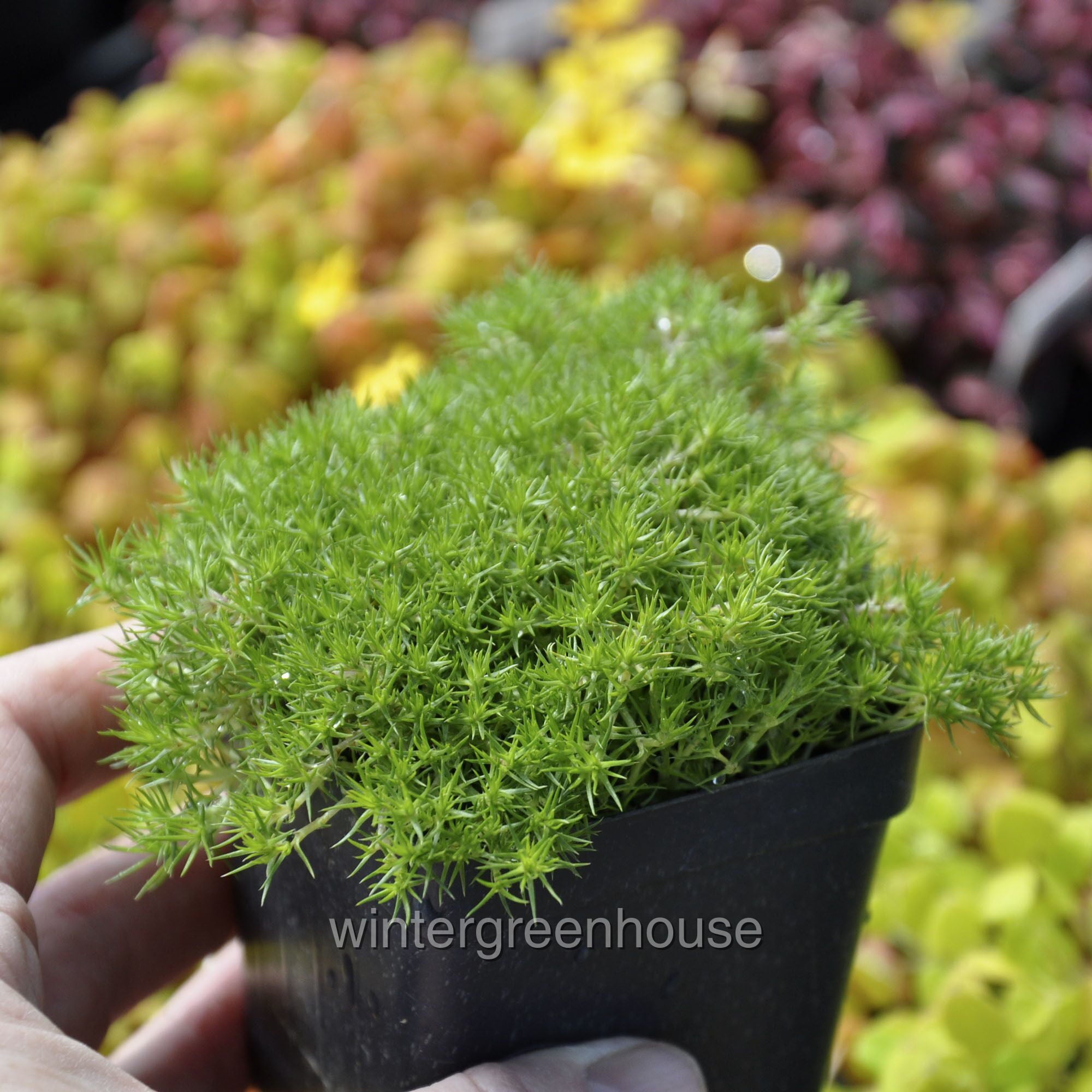 Scleranthus Biflorus， Australian Astroturf - Pot Size: 3