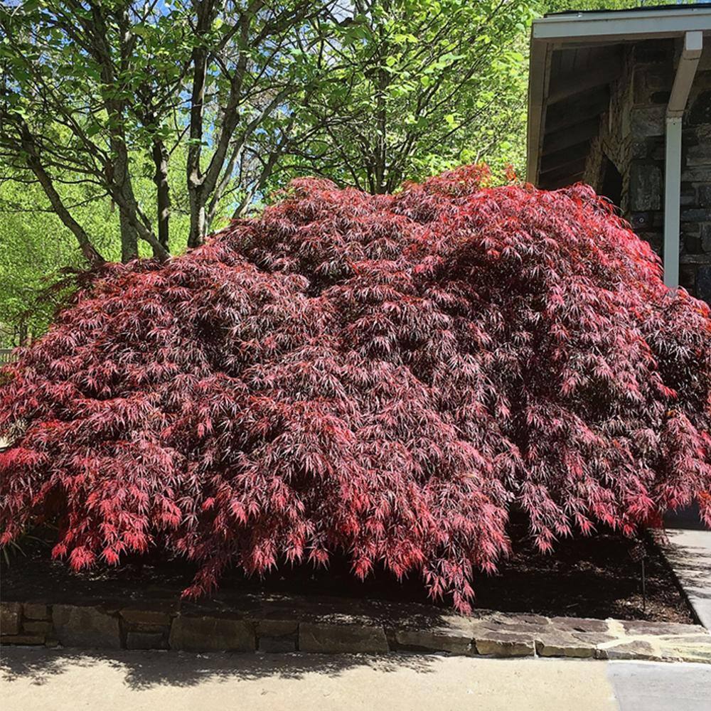 5 gal. Tamukeyama Japanese Red Maple Deciduous Tree MAPJTA05G