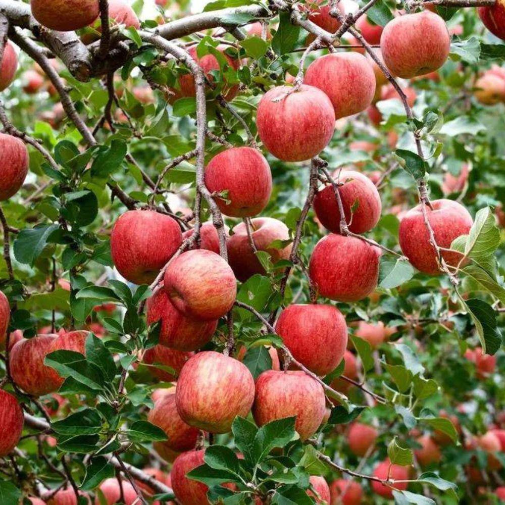 7 Gal. Semi-Dwarf Fuji Apple Tree APPFUJ07GD