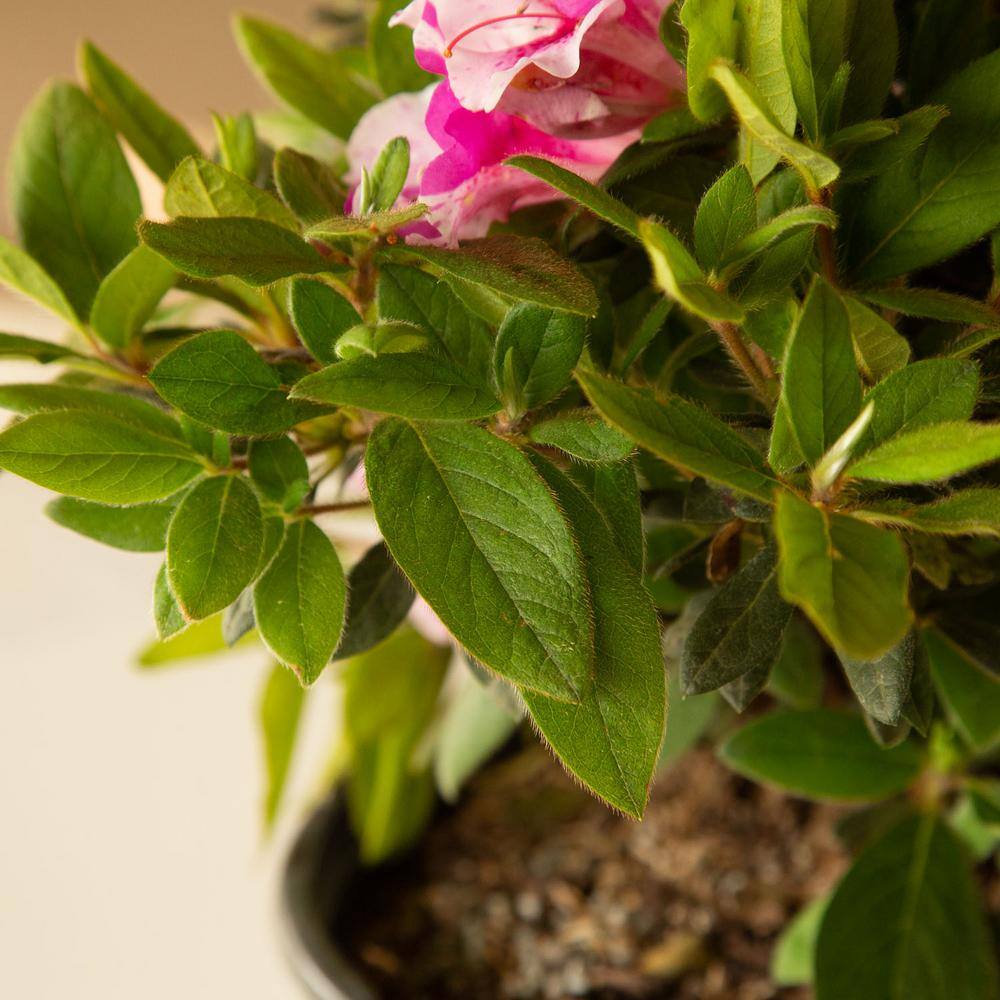 ENCORE AZALEA 3 Gal. Autumn Twist Shrub with Purple and White Reblooming Flowers 80563