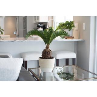 Vigoro Sago Palm Indoor Plant in 6 in. White Ribbed Plastic Décor Planter Avg. Shipping Height 1-2 ft. Tall (2-Pack) CO.SAGO.3.VI.WH