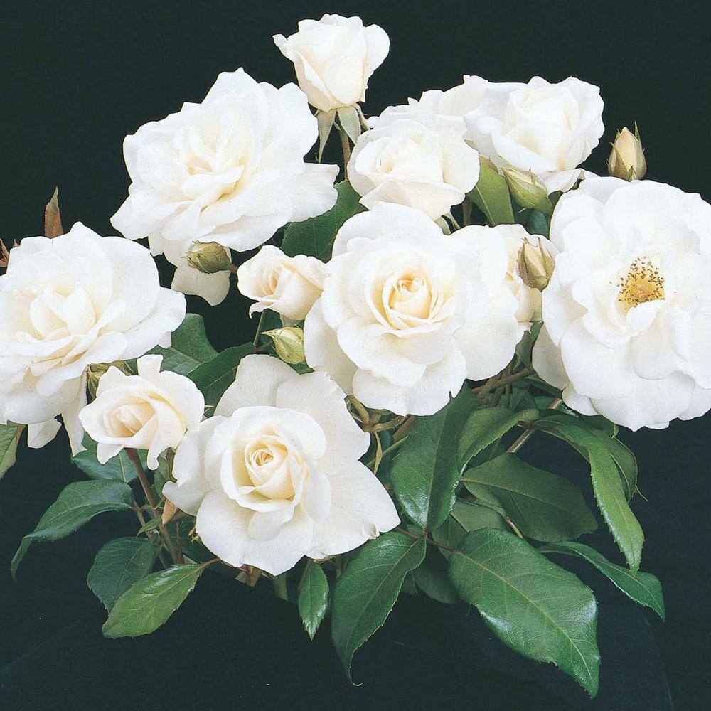 Spring Hill Nurseries Iceberg Floribunda Own Root Rose Dormant Bare Root Plant (1-Pack) 86349