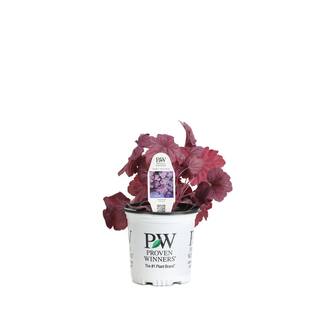 PROVEN WINNERS 0.65 Gal. Primo Wild Rose Coral Bells (Heuchera) Live Plant Deep Purple Foliage HEUPWP2527103