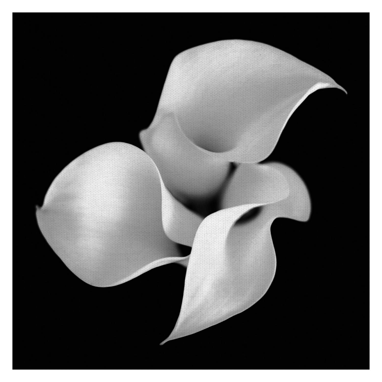 Floral 26 Calla Lily By Michael Faragher Canvas Art Print 30  x 30  Crowdfused