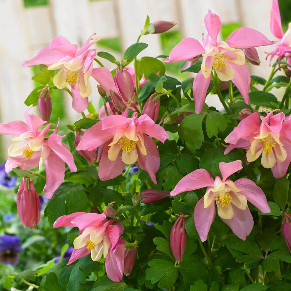 VAN ZYVERDEN Aquilegia Columbine Pink and White Barlow Blend (Set of 8 Roots) 83371