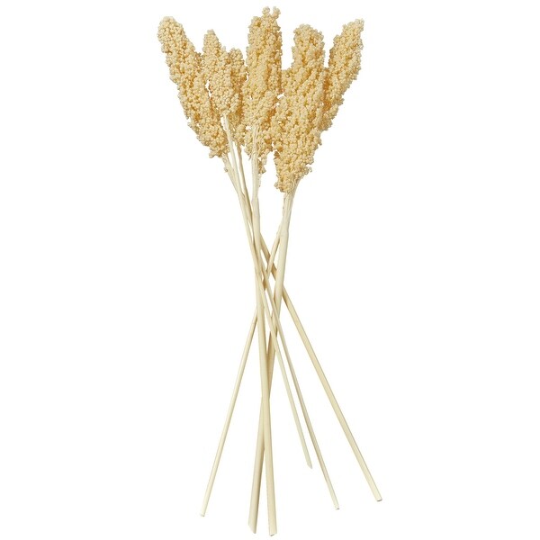 Cream Dried Plant Corn Maze Home Decor Natural Foliage with Long Stems