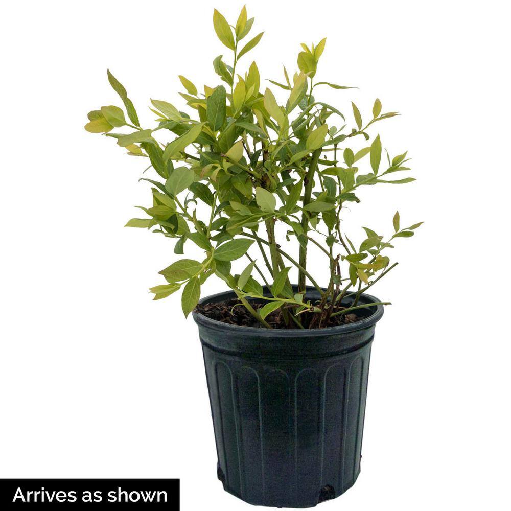 Gurney's 1 Gal. Elliot Blueberry (Vaccinium) Live Fruiting Plant White Flowers with Green Foliage (1-Pack) 62272