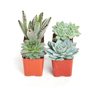 Shop Succulents 2 in. BlueGreen Collection Succulent (Collection of 4) BG4