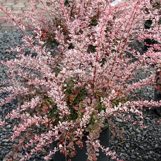 2.25 Gal. - Rose Glow Barberry Live Shrub with Deep Red Purple Folliage and Pink Marbling 1000043262