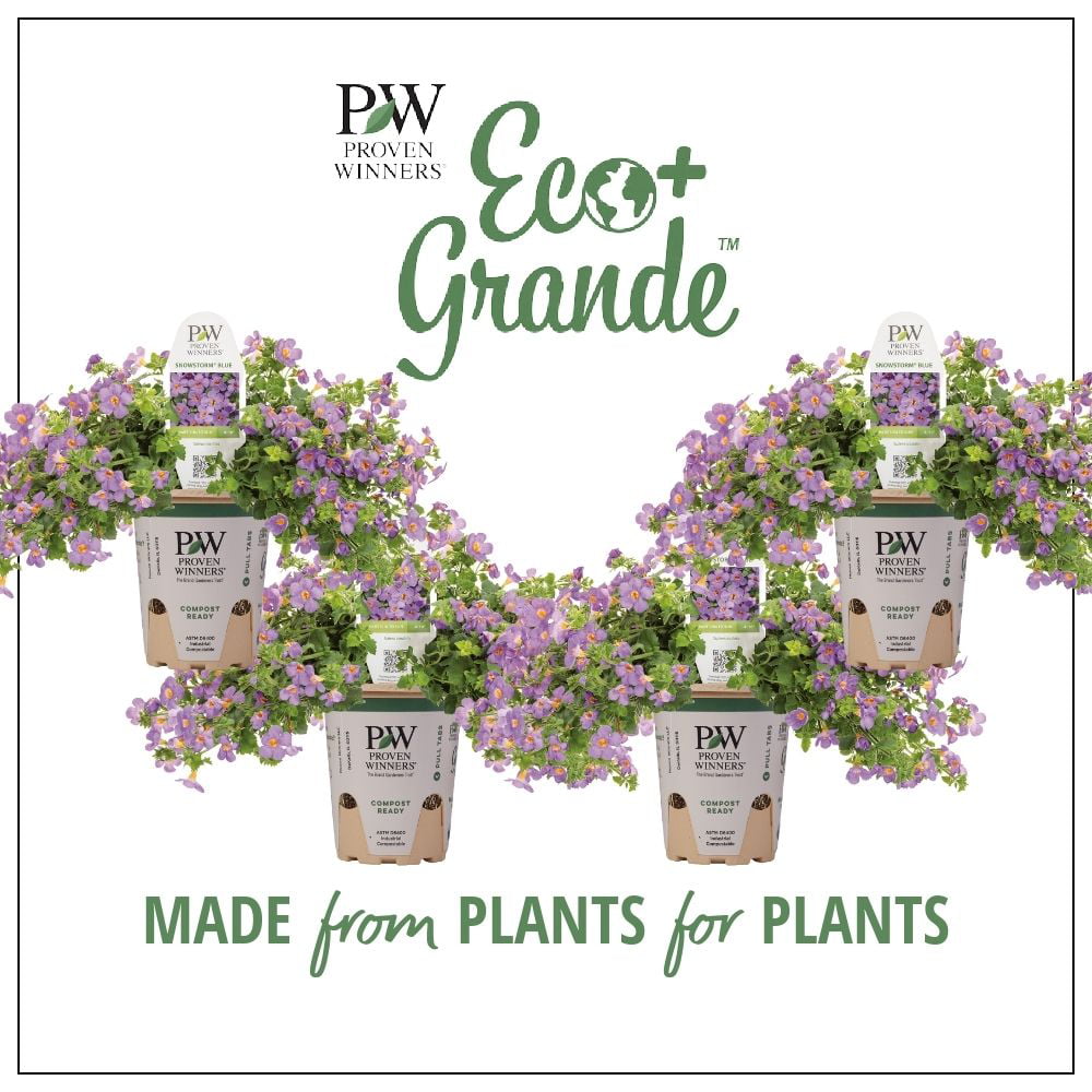 4.25 in. Eco+Grande， Snowstorm Blue Bacopa (Sutera) Live Plant， Lavender-Blue Flowers (4-Pack)