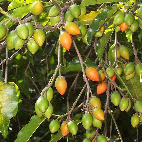 Bakul, Tree of Anuradha Nakshatra, Scorpio or Vrishchik Rashi - Plant