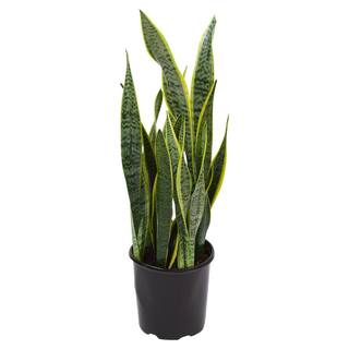 Pure Beauty Farms 1.9 Gal. Sansevieria Laurentii Snake Plant in 9.25 In. Grower's Pot DC10SANLAUR