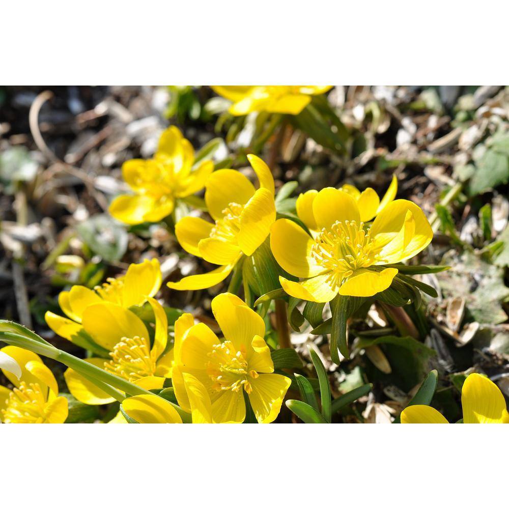 Online Orchards 1 Gal. Gold Drop Potentilla Shrub Beautiful Dwarf Shrub Lights Up with Profuse Golden Blossoms SBPT001