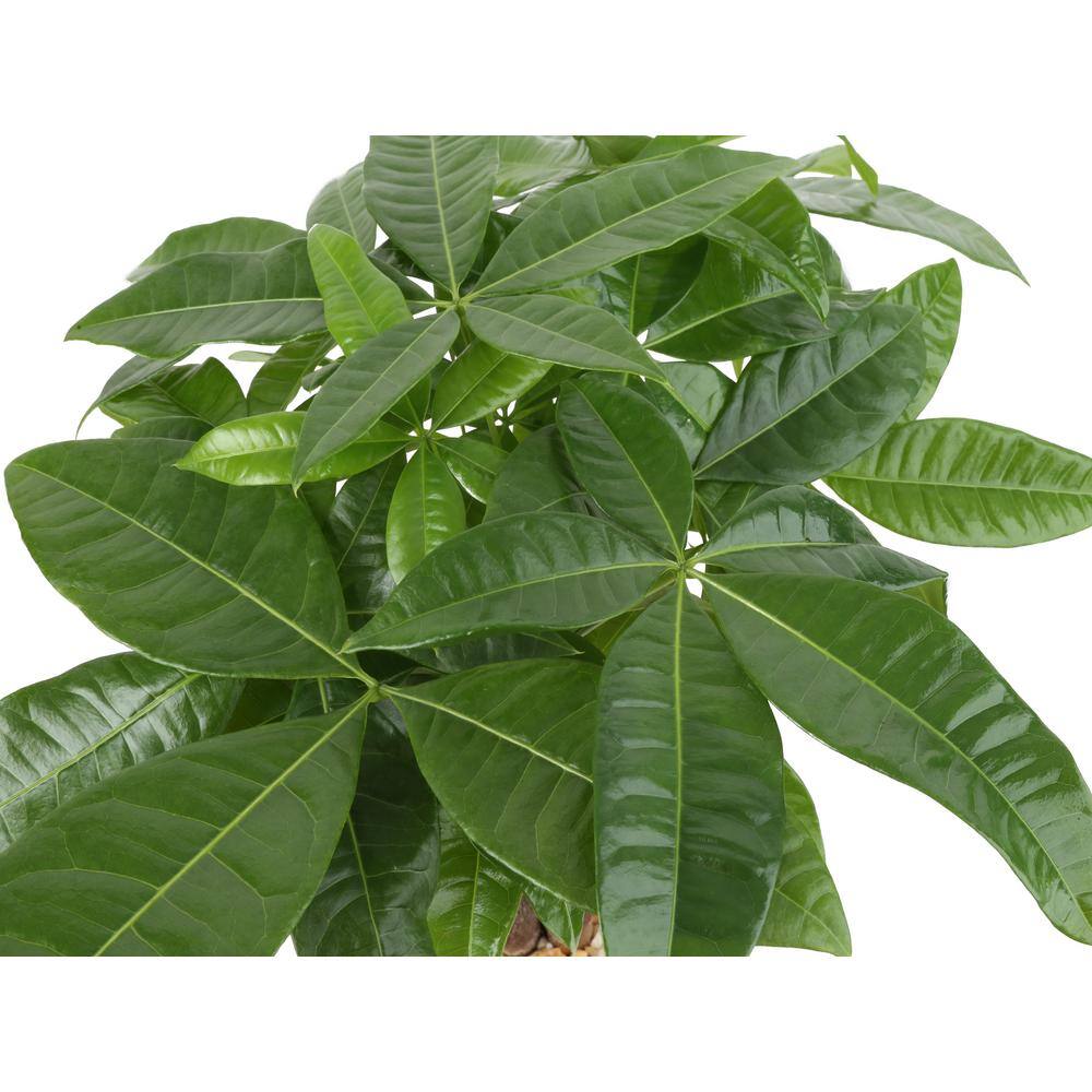 Costa Farms Pachira Money Tree Indoor Plant in 4 in. Premium Ceramic Pot Avg. Shipping Height 10 in. Tall CO.PAC5.3.SCH