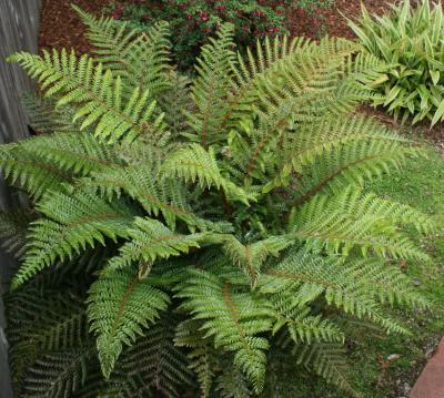 Classy Groundcovers - A collection of ferns that go well together: 25 Athyrium niponicum 'Pictum' + 25 Osmunda cinnamomea