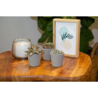 Costa Farms Mini Indoor Succulent Plants in 2 in. Ceramic Pots and Tray Avg. Shipping Height 2 in. Tall (48-Pack) CO.2SUCTRAY48