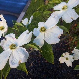 7 Gal. Appalachian Spring Dogwood Flowering Deciduous Tree with White Flowers DOGSPR07G