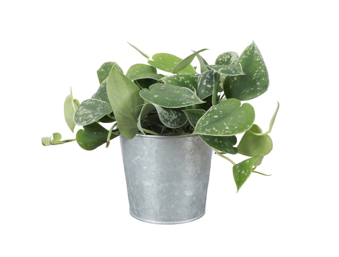 Live Satin Pothos Plant - 4