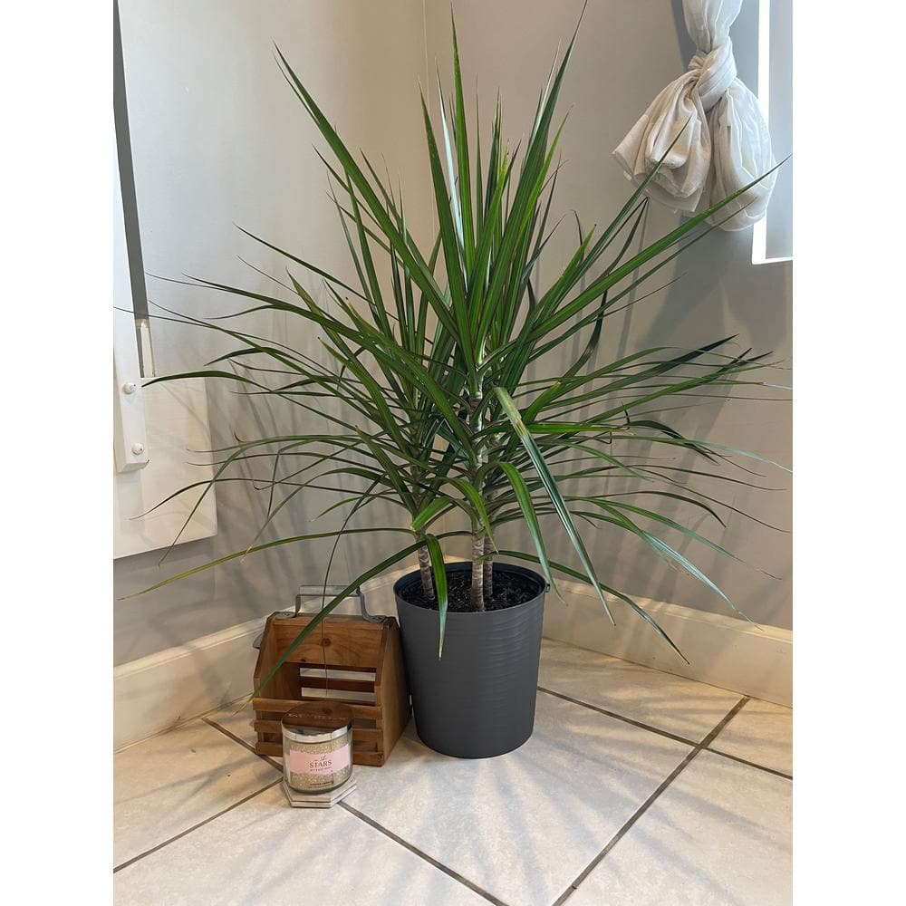 EVERBLOOM GROWERS INC. 10 in. Dracaena Marginata Plant in Deco Pot EBG10MARG