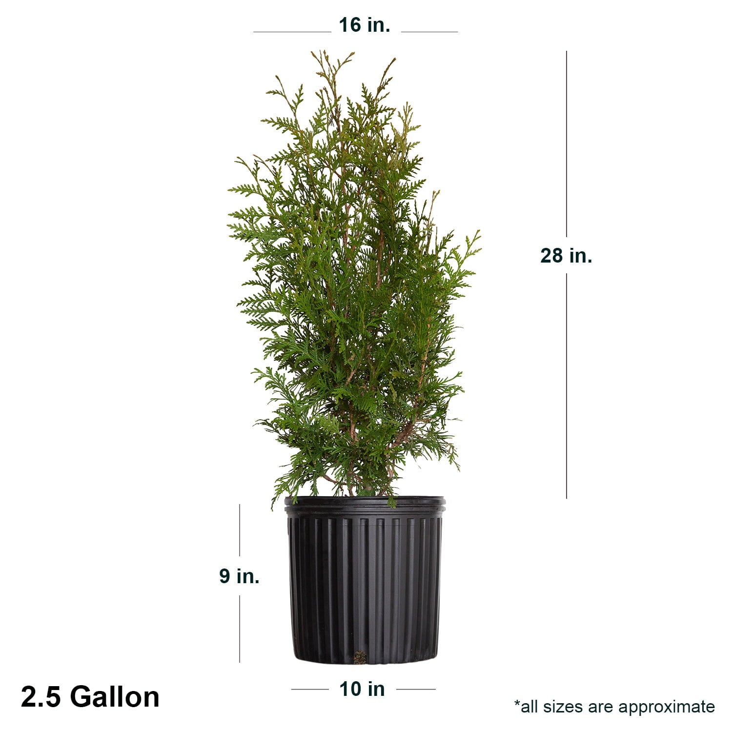 Green Giant Arborvitae (2.5 Gallon) Fast Growing Evergreen Thuja Tree - Full Sun Live Outdoor Plant