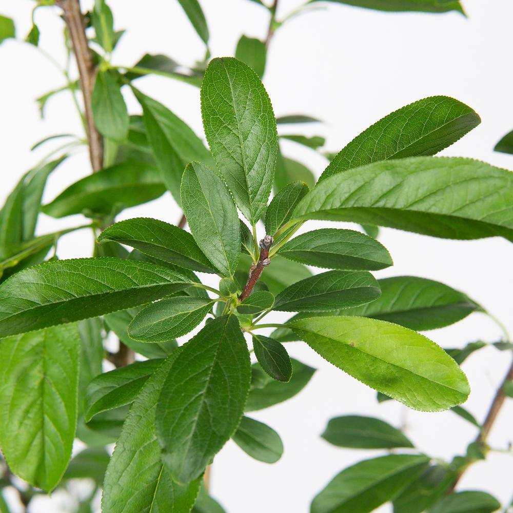 Perfect Plants 4-5 ft. Tall Bruce Plum Tree in 5 Gal. Grower's Pot Fruit Matures Mid Summer THD00585