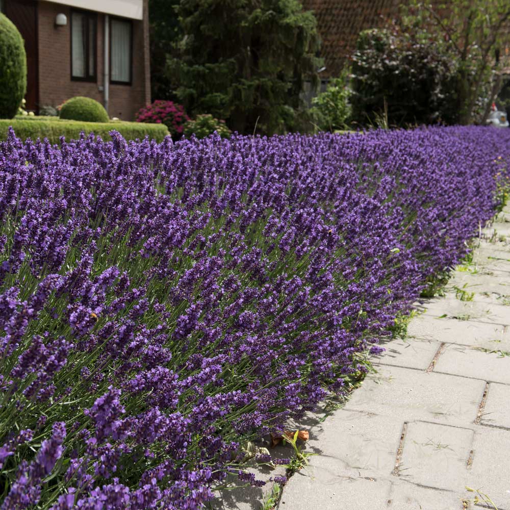 Hidcote Purple Lavender Plant