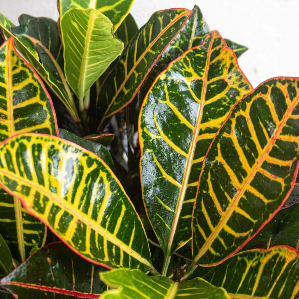 United Nursery Croton Petra Codiaeum Variegatum Live Plant in 9.25 inch Grower Pot 71461