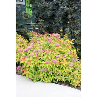 PROVEN WINNERS 2 Gal. Double Play Candy Corn Spirea Shrub with Purple Flowers 16870