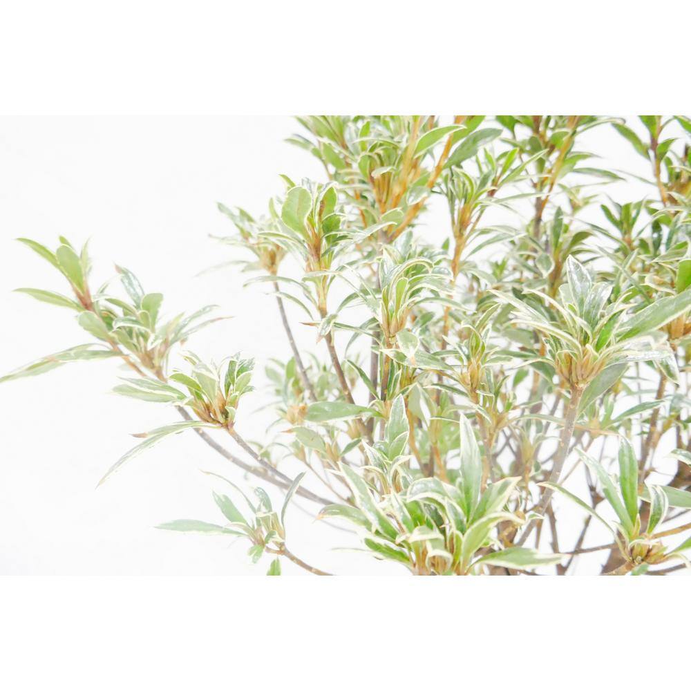 BELL NURSERY 1 Gal. Silver Sword Azalea Live Evergreen Shrub Pink Flowers (3-Pack) AZLEA2SIL3PK