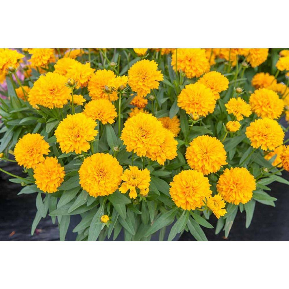 Vigoro 2 Gal. Assorted Color Tickseed Coreopsis Golden Sphere 19727