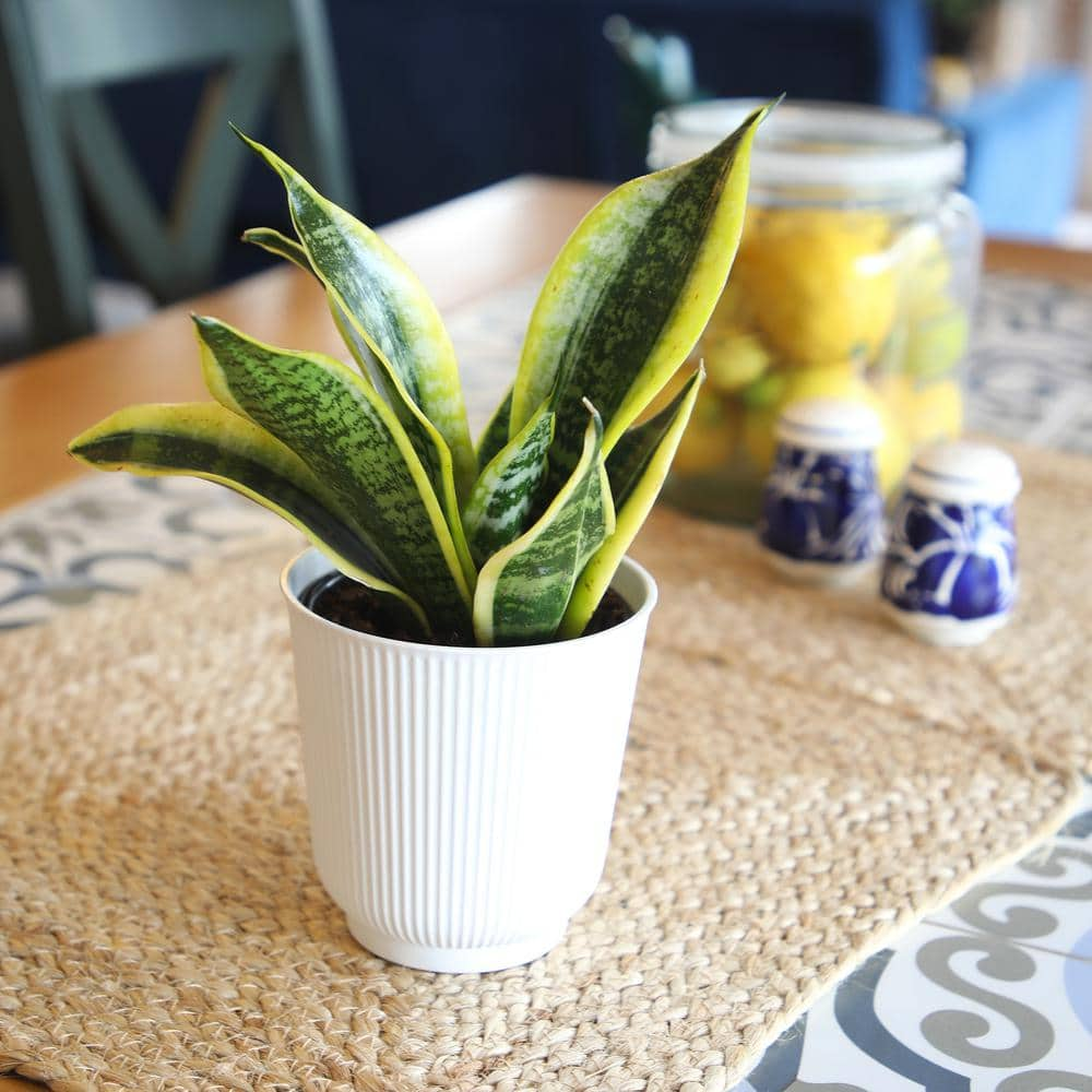 ALTMAN PLANTS Decorative Snake Plant Gift (Sansevieria Superba) in 4.25 in. White Pot 0873204