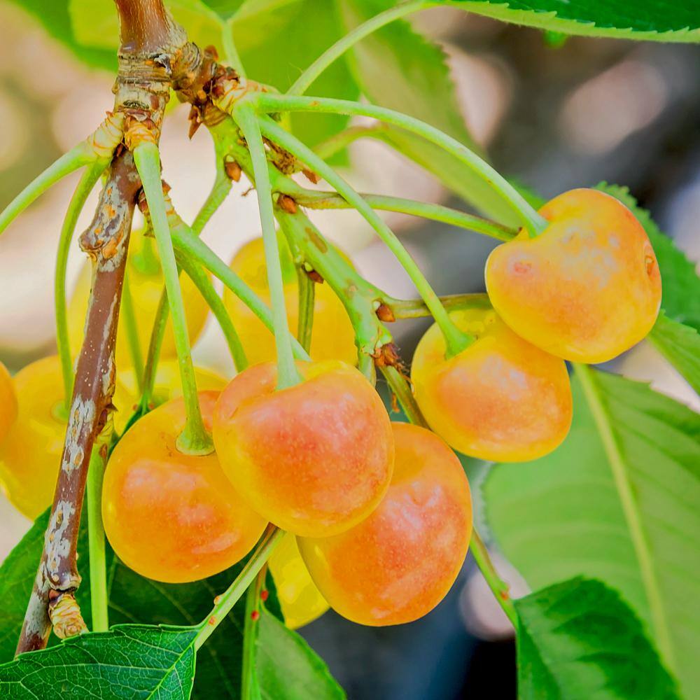 5 Gal. Rainier Sweet Fruiting Cherry Tree CHERAI05G